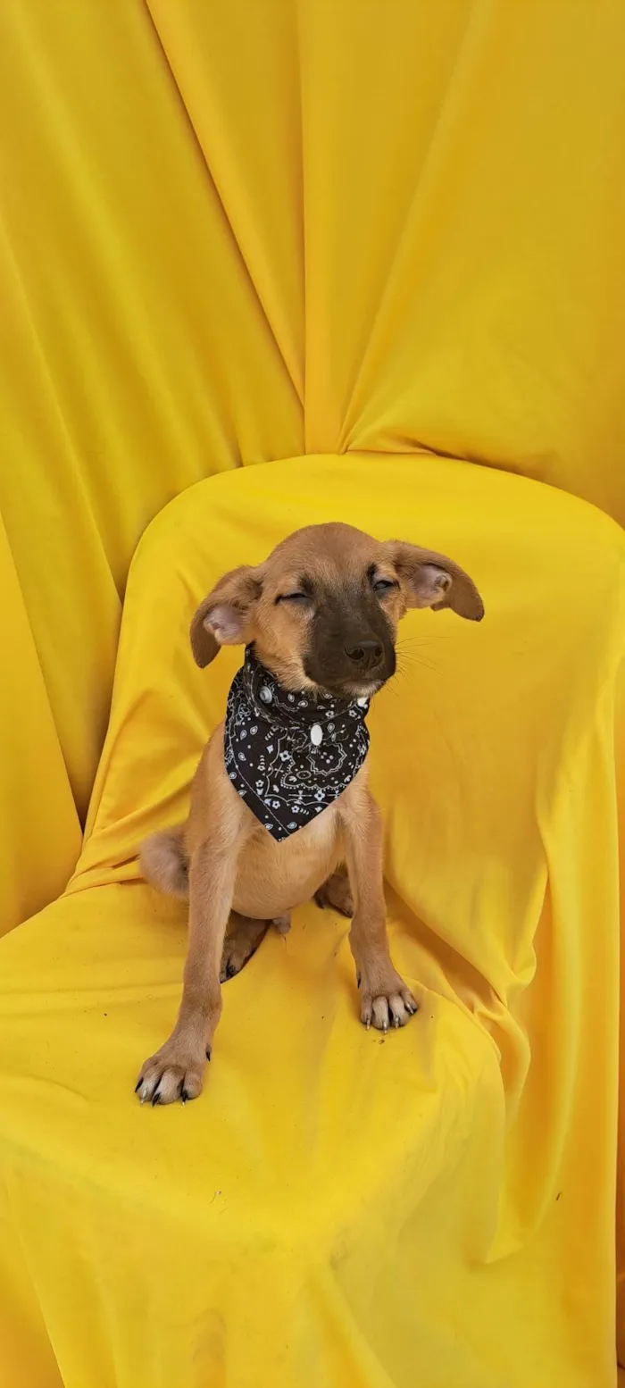 Cachorro ra a Srd idade 2 a 6 meses nome Bolt