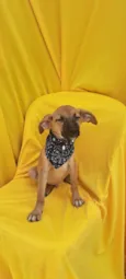 Bolt