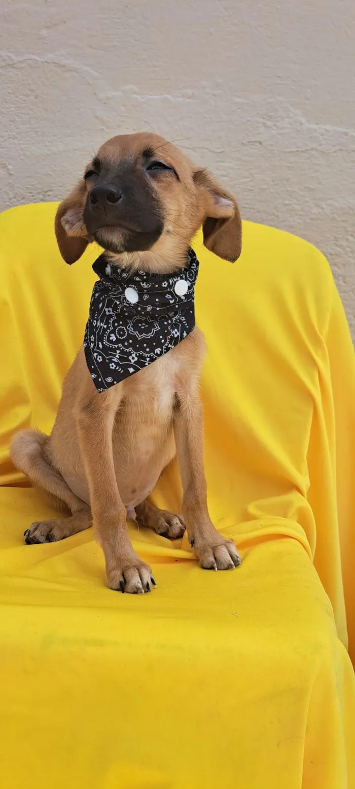 Cachorro ra a Srd idade 2 a 6 meses nome Bolt