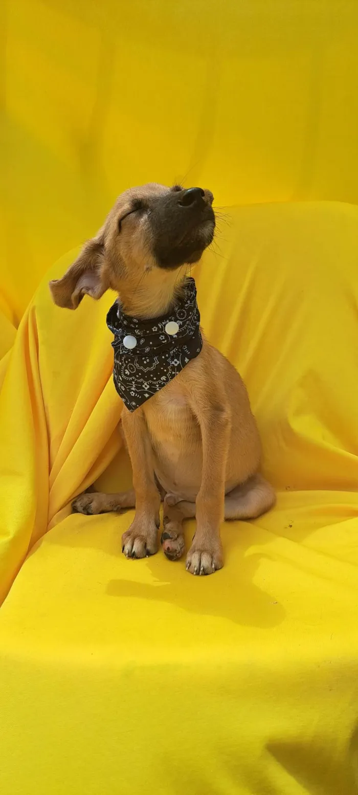 Cachorro ra a Srd idade 2 a 6 meses nome Bolt