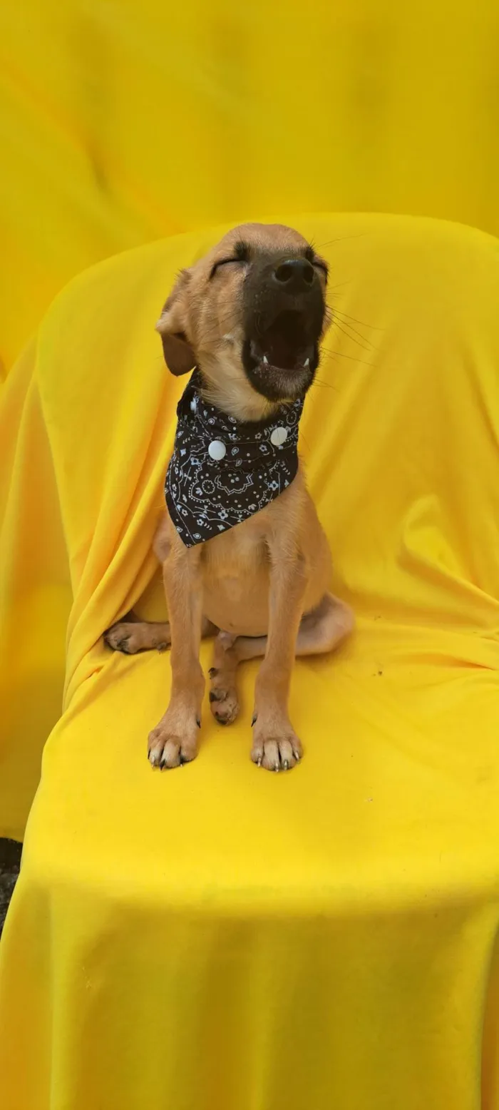 Cachorro ra a Srd idade 2 a 6 meses nome Bolt