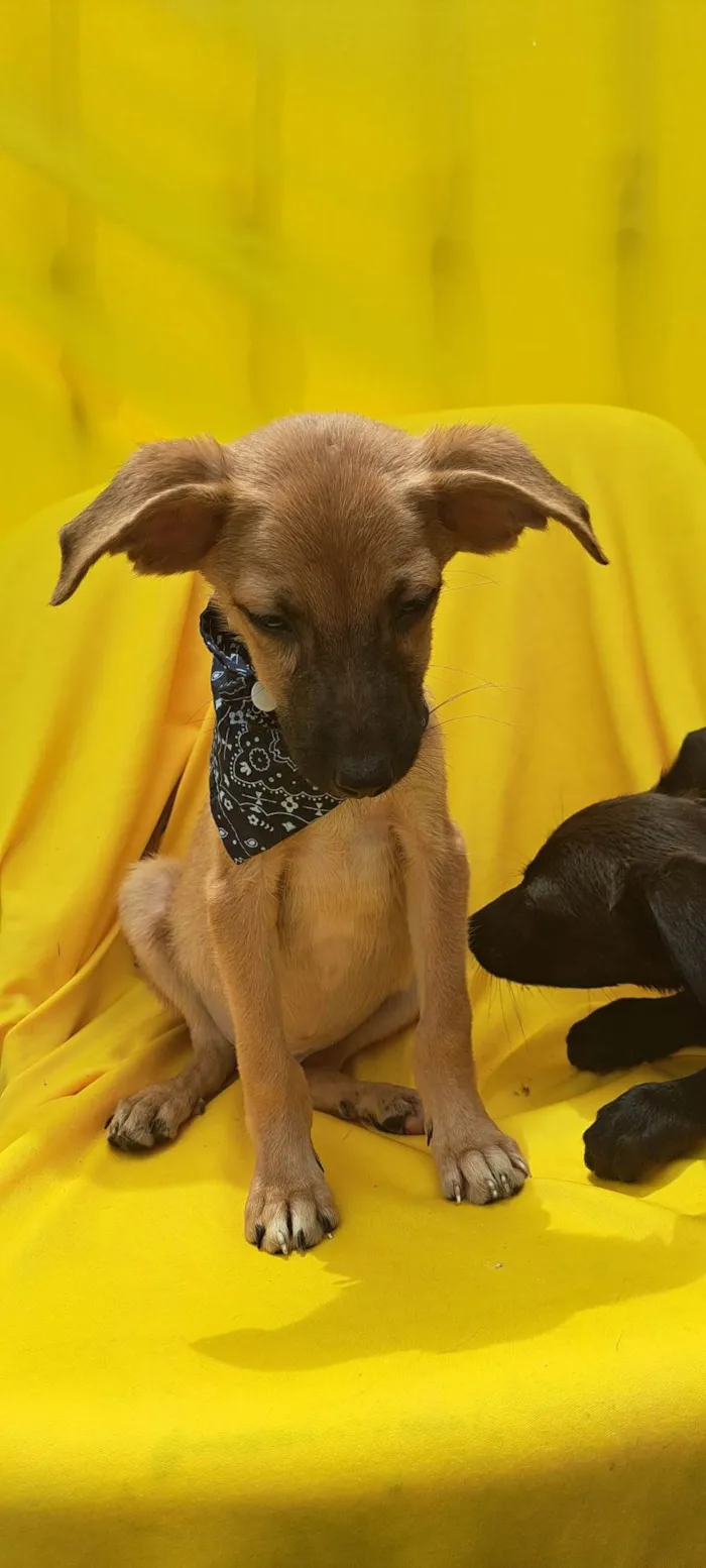 Cachorro ra a Srd idade 2 a 6 meses nome Bolt