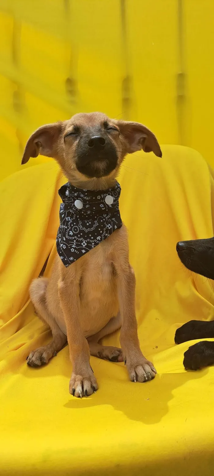 Cachorro ra a Srd idade 2 a 6 meses nome Bolt