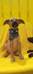 Bolt