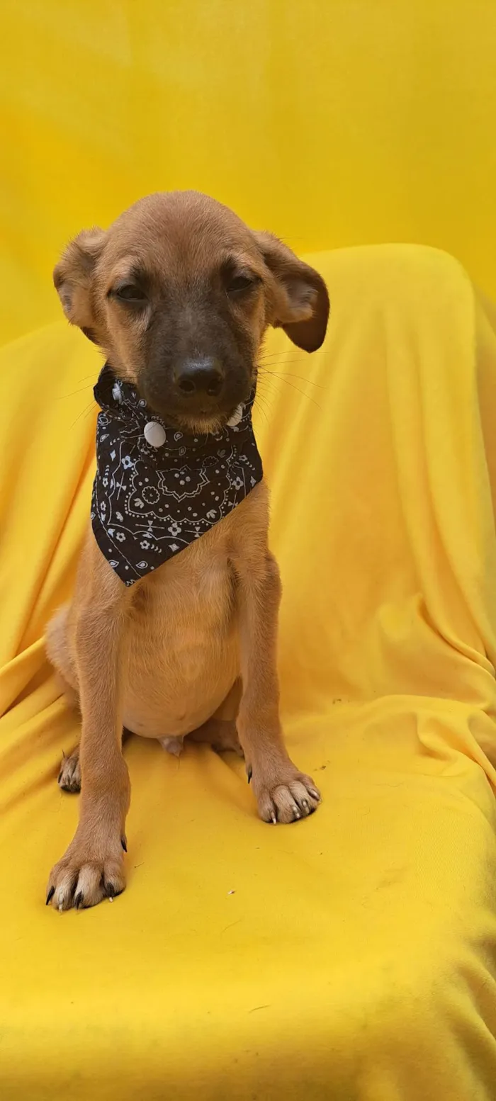Cachorro ra a Srd idade 2 a 6 meses nome Bolt