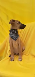 Bolt