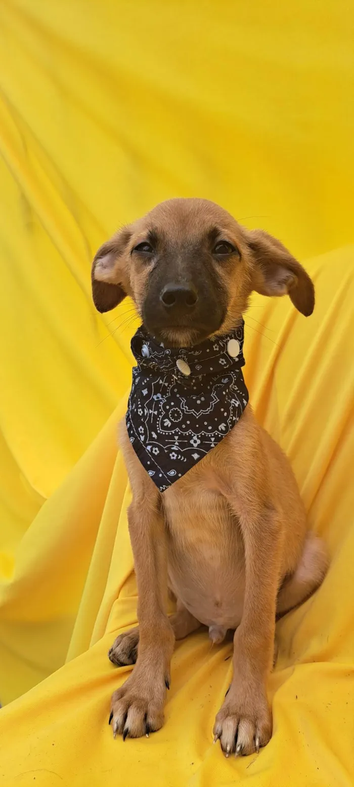 Cachorro ra a Srd idade 2 a 6 meses nome Bolt