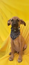 Bolt