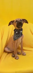 Bolt