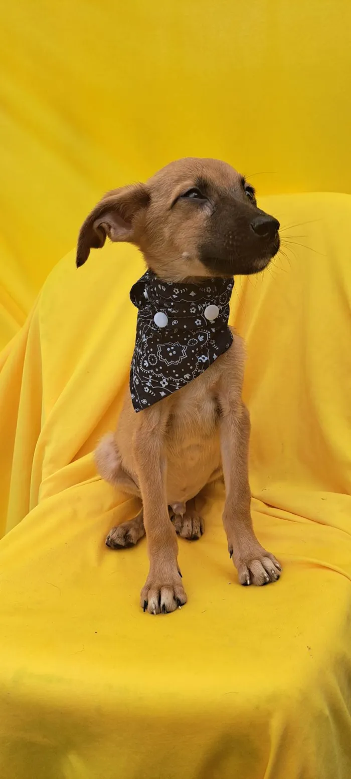 Cachorro ra a Srd idade 2 a 6 meses nome Bolt