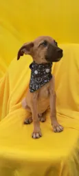 Bolt