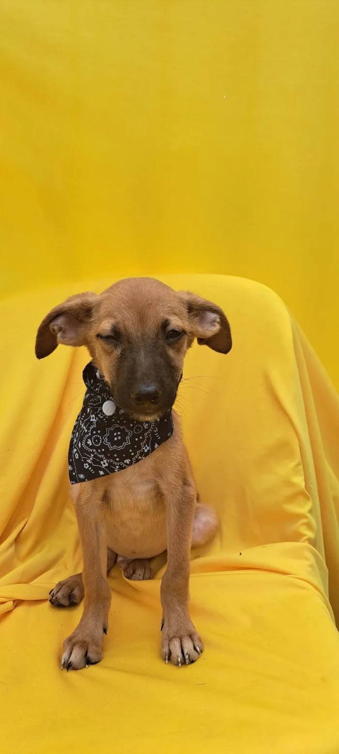 Cachorro ra a Srd idade 2 a 6 meses nome Bolt