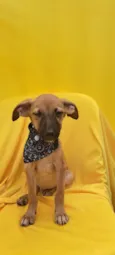 Bolt