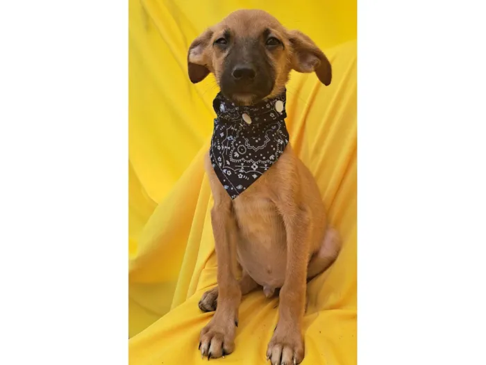Cachorro ra a Srd idade 2 a 6 meses nome Bolt