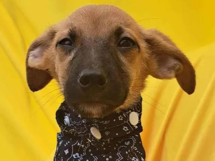 Cachorro ra a Srd idade 2 a 6 meses nome Bolt