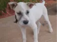 Pingo