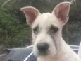 Pingo