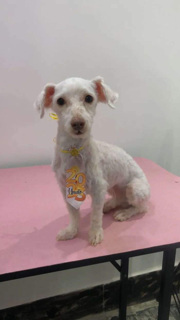 Cachorro ra a Poodle idade 2 anos nome Nando