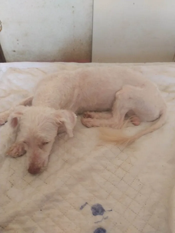 Cachorro ra a Poodle idade 2 anos nome Nando