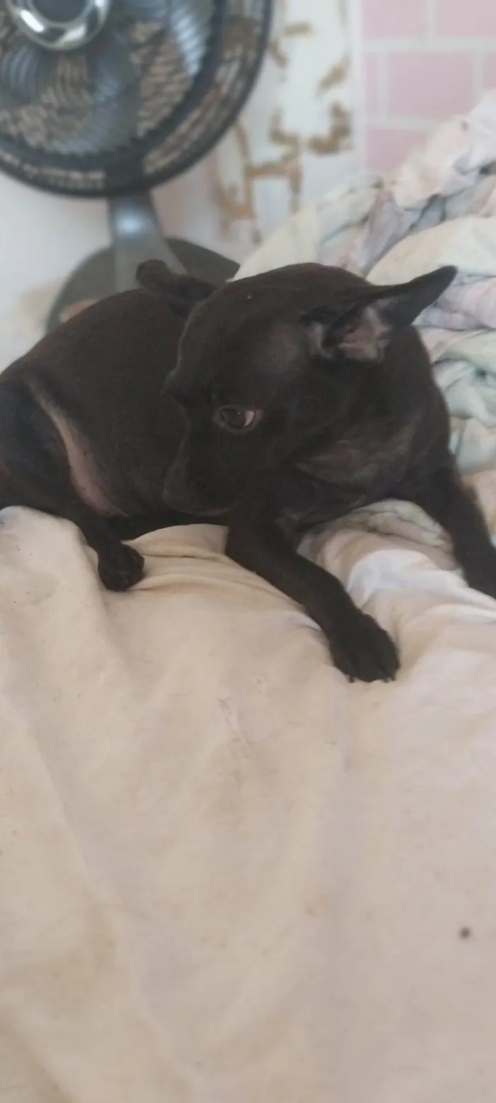 Cachorro ra a SRD-ViraLata idade 5 anos nome Pretinha