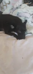 Pretinha