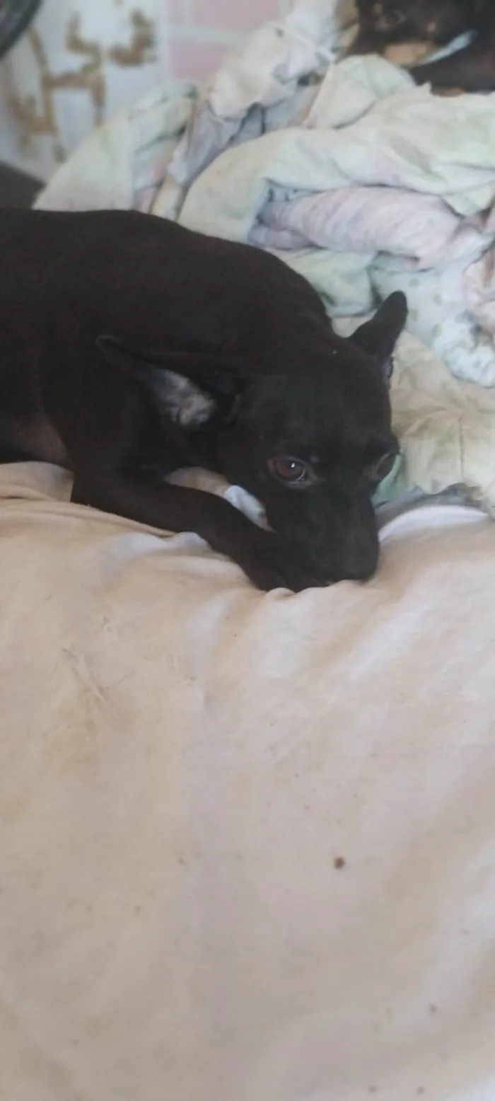 Cachorro ra a SRD-ViraLata idade 5 anos nome Pretinha