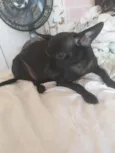 Pretinha