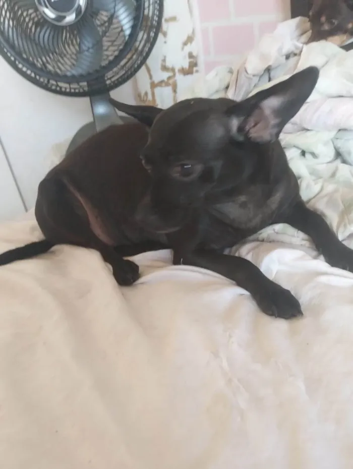 Cachorro ra a SRD-ViraLata idade 5 anos nome Pretinha