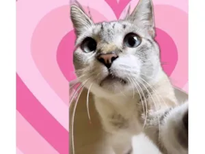 Gato raça SRD-ViraLata idade 7 a 11 meses nome Oliver bb11meses e um amor 