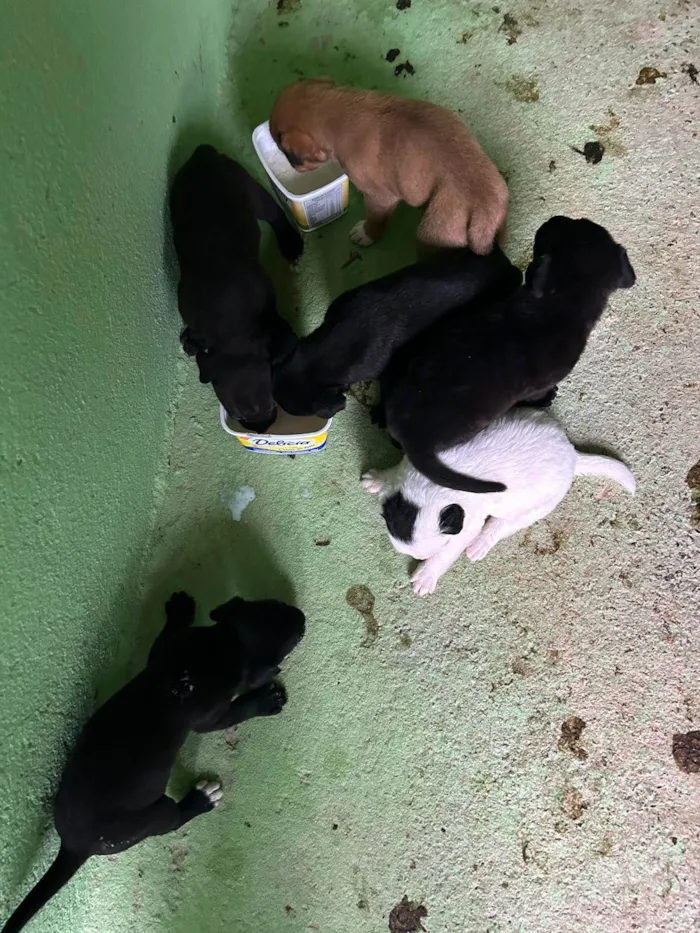 Cachorro ra a SRD-ViraLata idade Abaixo de 2 meses nome Pantera, Scooby,