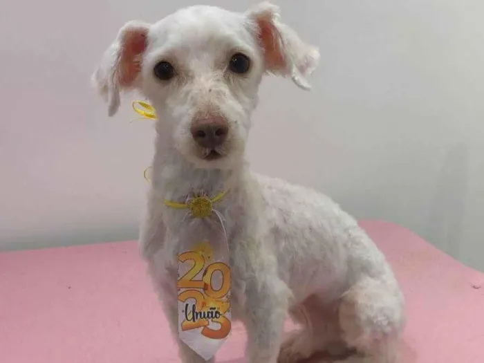 Cachorro ra a Poodle idade 2 anos nome Nando