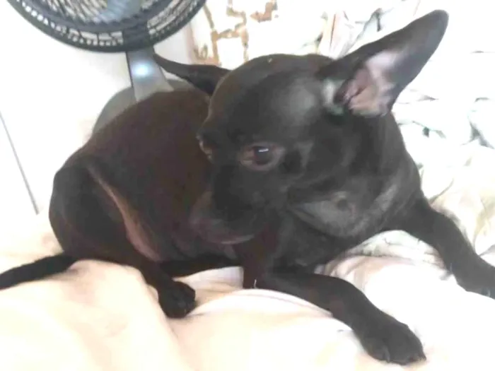 Cachorro ra a SRD-ViraLata idade 5 anos nome Pretinha