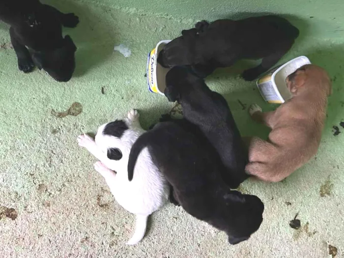 Cachorro ra a SRD-ViraLata idade Abaixo de 2 meses nome Pantera, Scooby,