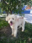 Rebeca