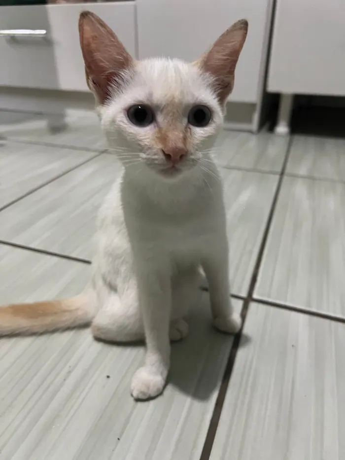 Gato ra a  idade 2 a 6 meses nome Fantasma 