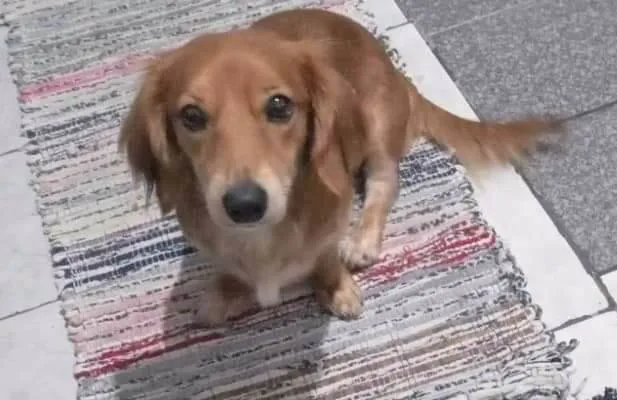 Cachorro ra a SRD-ViraLata idade 2 anos nome Lessie  (Porte P)