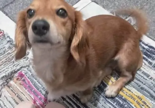 Cachorro ra a SRD-ViraLata idade 2 anos nome Lessie  (Porte P)
