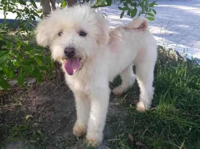 Cachorro ra a Poodle idade 1 ano nome Rebeca