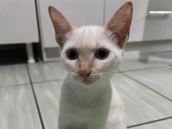 Gato ra a  idade 2 a 6 meses nome Fantasma 