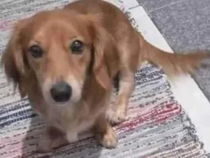 Cachorro raça SRD-ViraLata idade 2 anos nome Lessie  (Porte P)