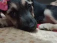 Pretinha