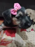 Pretinha
