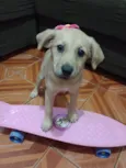 Clarinha