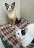Caetano & Bernardo