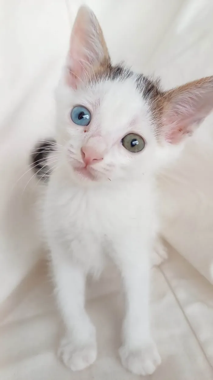Gato ra a SRD-ViraLata idade Abaixo de 2 meses nome Açaí 