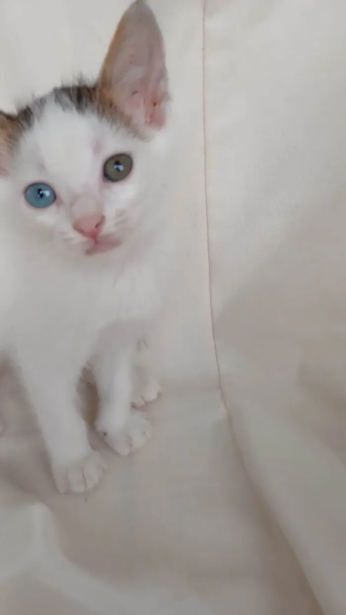 Gato ra a SRD-ViraLata idade Abaixo de 2 meses nome Açaí 