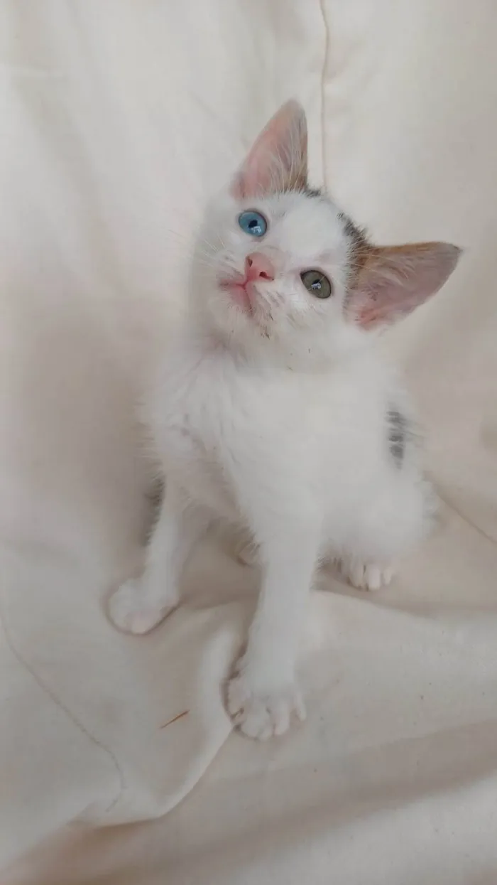 Gato ra a SRD-ViraLata idade Abaixo de 2 meses nome Açaí 