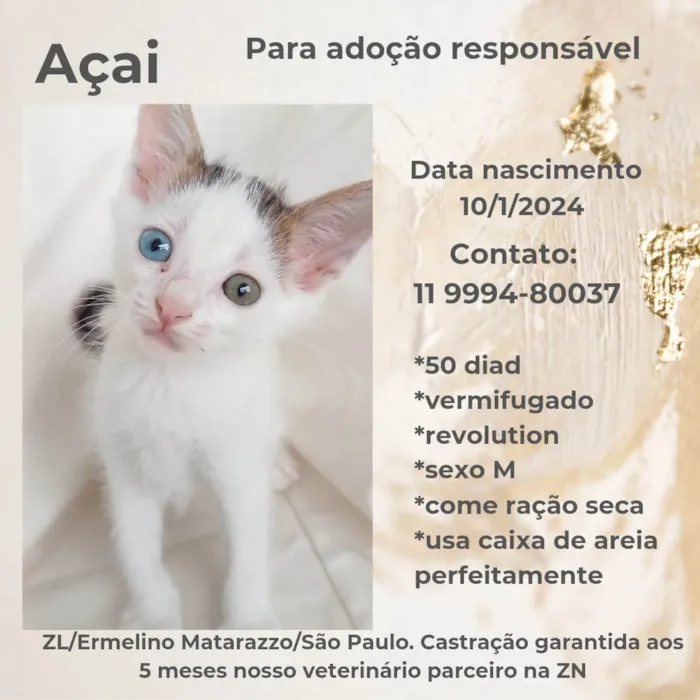 Gato ra a SRD-ViraLata idade Abaixo de 2 meses nome Açaí 