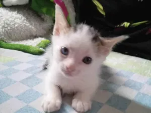 Gato raça SRD-ViraLata idade Abaixo de 2 meses nome Açaí 