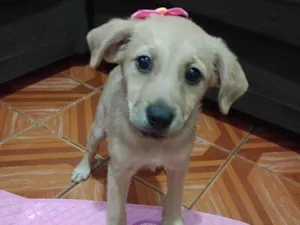 Cachorro raça Indefinida idade 2 a 6 meses nome Clarinha 